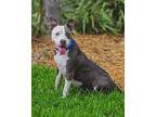 Spot, American Staffordshire Terrier For Adoption In Lakeland, Florida
