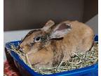 Amelia Earhart, Lop, French For Adoption In Vancouver, Washington