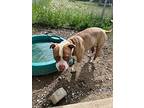 Midas, American Staffordshire Terrier For Adoption In Salmon Arm