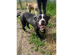 Benjamin, American Staffordshire Terrier For Adoption In Salmon Arm