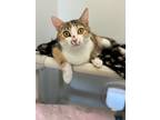 Sweet Pea, Domestic Shorthair For Adoption In Brockville, Ontario
