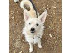 Bermuda, Terrier (unknown Type, Medium) For Adoption In Walnut Creek, California