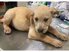 Brownie, Labrador Retriever For Adoption In Covington, Georgia