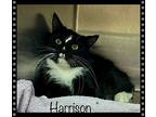 Harrison, Domestic Shorthair For Adoption In Holly Springs, Georgia