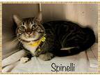 Spinelli, Domestic Shorthair For Adoption In Holly Springs, Georgia
