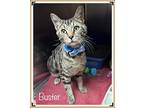 Buster, Domestic Shorthair For Adoption In Holly Springs, Georgia