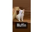Muffin - Breakfast Litter, Domestic Longhair For Adoption In Phoenix, Arizona
