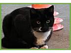 Righty, Domestic Shorthair For Adoption In Amherst, Massachusetts