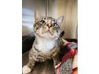 Bryce, Domestic Shorthair For Adoption In Toms River, New Jersey