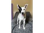 Chewy, Rat Terrier For Adoption In Lafayette, Louisiana