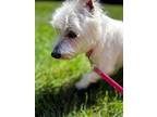 Alabama, Westie, West Highland White Terrier For Adoption In Bedford Hills