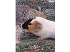 Caden, Guinea Pig For Adoption In Santa Barbara, California