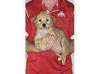 Oscar, Wheaten Terrier For Adoption In New Philadelphia, Ohio