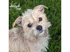 Lil' Rosie, Border Terrier For Adoption In Lyons, New York