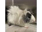 Milky Way, Guinea Pig For Adoption In Des Moines, Iowa