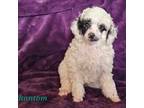 Poodle (Toy) Puppy for sale in Walling, TN, USA