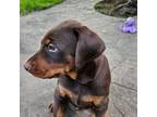 Doberman Pinscher Puppy for sale in Newcomerstown, OH, USA