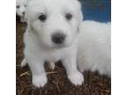 Great Pyrenees Puppy for sale in Morgantown, WV, USA