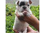 French Bulldog Puppy for sale in Moncks Corner, SC, USA