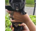 French Bulldog Puppy for sale in Moncks Corner, SC, USA