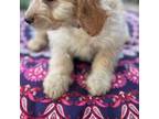 Mutt Puppy for sale in Louisa, VA, USA