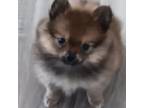 Pomeranian Puppy for sale in Whitewater, WI, USA