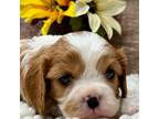 Cavalier King Charles Spaniel Puppy for sale in Lebanon, IN, USA