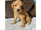 Mutt Puppy for sale in Kelso, WA, USA