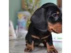 Dachshund Puppy for sale in Bronx, NY, USA