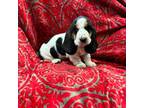 Basset Hound Puppy