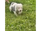 Old English Sheepdog Puppy for sale in Waverly, NY, USA