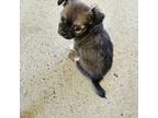 Chihuahua Puppy for sale in Fayetteville, OH, USA