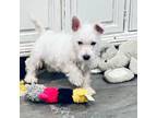 West Highland White Terrier Puppy for sale in Fayetteville, TN, USA