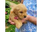 Golden Retriever Puppy for sale in Jonesborough, TN, USA