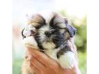 Lhasa Apso Puppy for sale in Liberty, KY, USA
