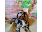 Cocker Spaniel Puppy for sale in Hardy, AR, USA