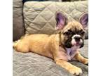 French Bulldog Puppy for sale in Daly City, CA, USA