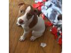 Parson Russell Terrier Puppy for sale in Mansfield, MA, USA