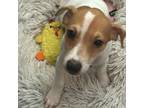 Parson Russell Terrier Puppy for sale in Mansfield, MA, USA
