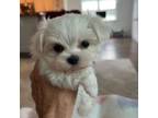 Maltese Puppy for sale in Hixson, TN, USA