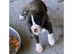 Boxer Puppy for sale in Paris, TX, USA