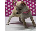 Tiny Fawn Deerhead Chihuahua