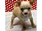 Tiny Brow and White Chihuahua