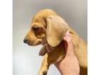 Dachshund Puppy for sale in San Diego, CA, USA