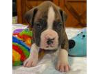 Boxer Puppy for sale in Paris, TX, USA