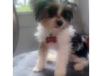 Yorkshire Terrier Puppy for sale in Kalamazoo, MI, USA