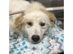 Adopt Colleen a Collie