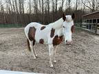 APHA Paint Filly