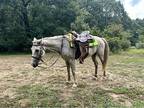 6 year old gelding for sale