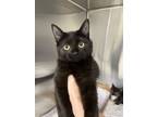 Adopt Bitty Baby a Domestic Short Hair